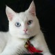 Катерина