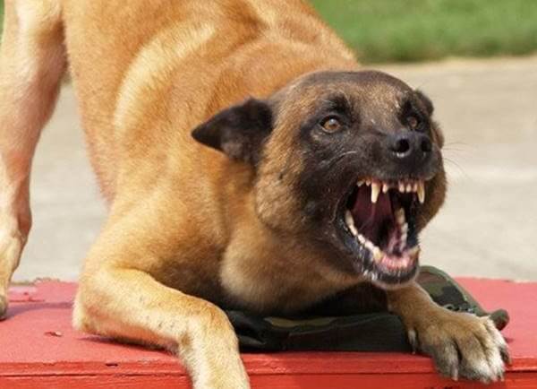 Что делать при нападении собаки? Правила поведения и советы. 