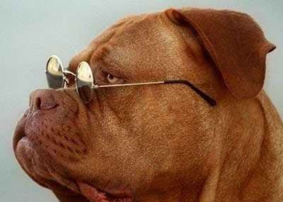 Как на собаке смотряться солнцезащитные очки