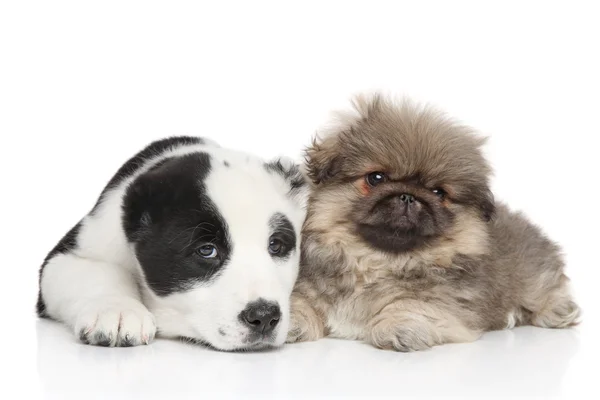Два щенка, полежать на белом фоне — стоковое фото