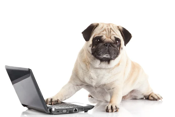 Мопс собаки з ноутбука — стокове фото