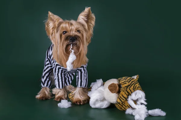 Собаки позбавлення волі за вбивство іграшки — стокове фото