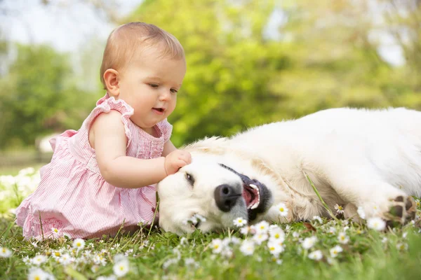 Девочка в летней одежде, сидящей у полевой домашней собаки ласок — стоковое фото