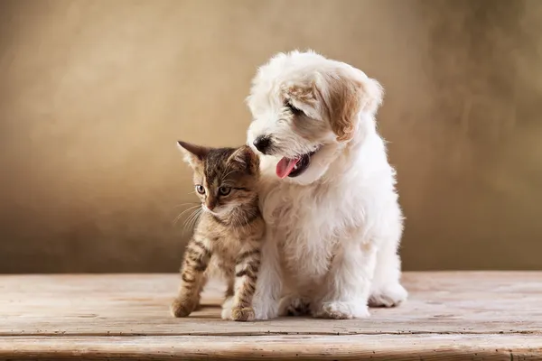 Лучшие друзья - котенок и маленькая пушистая собака — стоковое фото