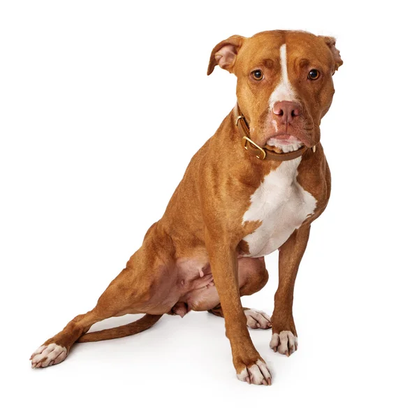 Pit bull dog з сумне обличчя — стокове фото