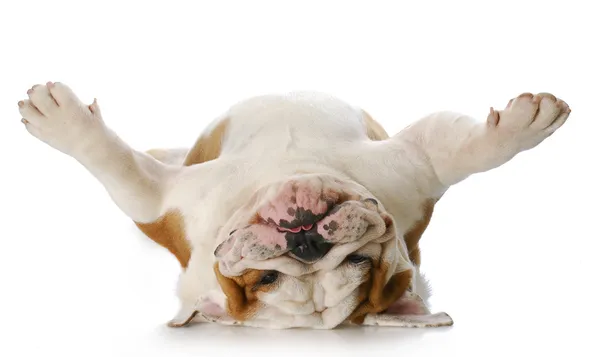 Собака, лежачи на спині — стокове фото
