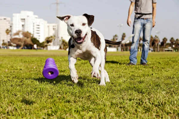 Pitbull працює після собака жувальну іграшку — стокове фото