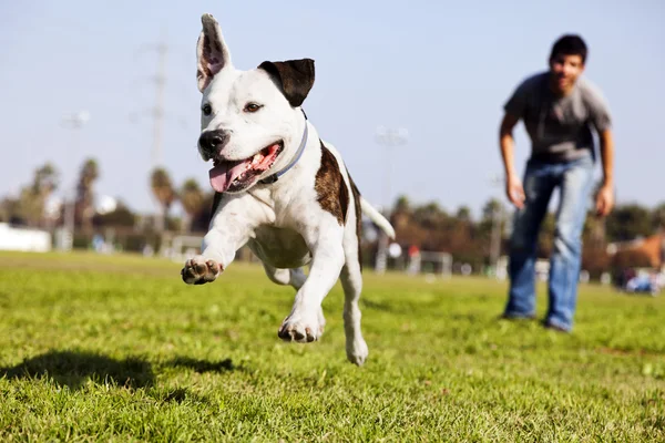 Повітрі під керуванням Pitbull собака — стокове фото