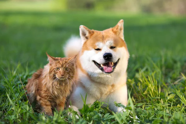 Собаки и кошки. Друзья — стоковое фото