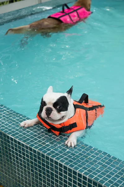 Французька bull dog, купання в басейні — стокове фото