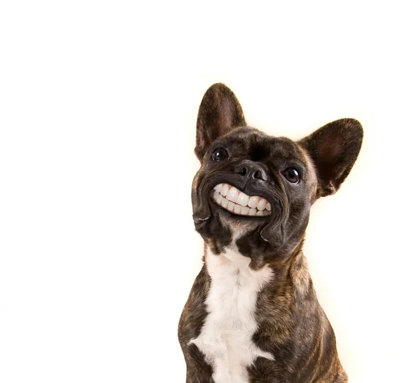 Французький бульдог з величезним посмішка — стокове фото