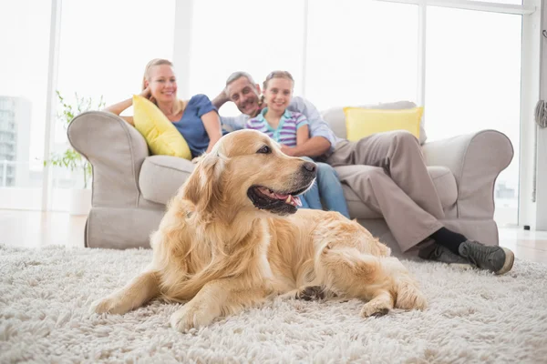 Золотой ретривер с семьей в домашних условиях — стоковое фото