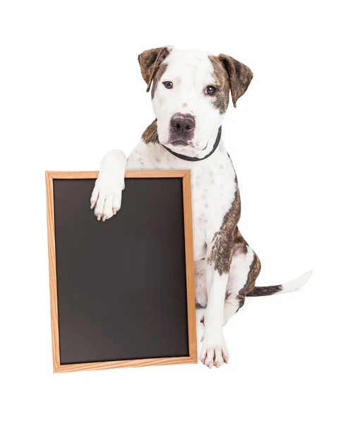 Pit Bull Dog проведення дошки для крейди — стокове фото
