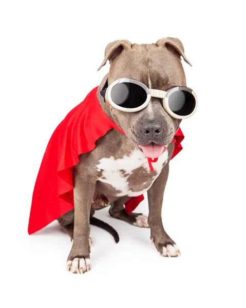 Супергероя собака носіння мис — стокове фото