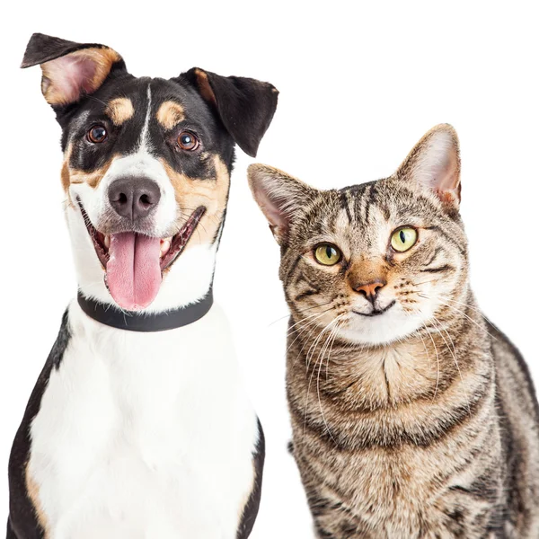 Счастливая собака и кошка — стоковое фото