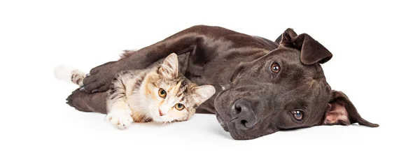 Pit Bull Dog і кошеня — стокове фото