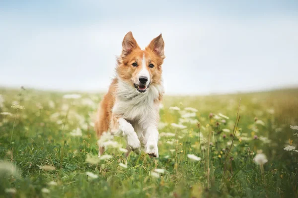Красная собака колли границы, бегущая на лугу — стоковое фото