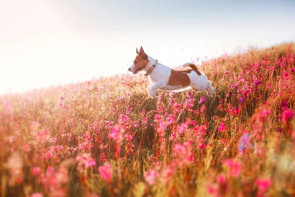 Собака в цветы Джек-Рассел терьер — стоковое фото