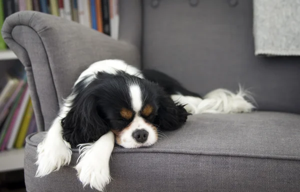 Спящая собака — стоковое фото