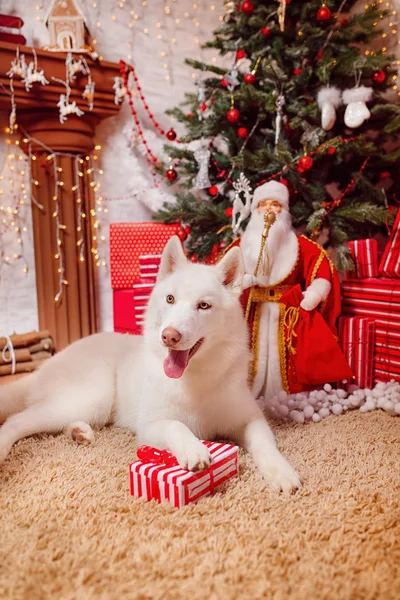 Хриплая собака около рождественской елки — стоковое фото