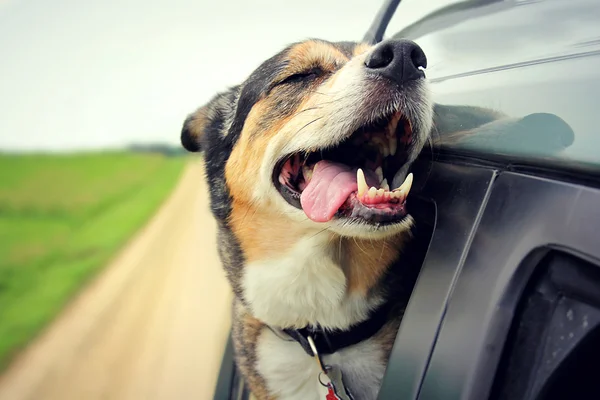 Счастливая собака с закрытыми глазами и язык Out, езда в автомобиле — стоковое фото