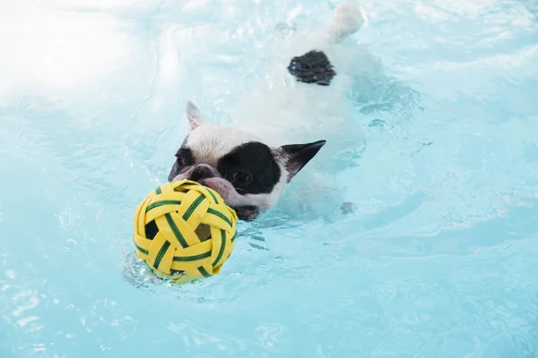 Французька bull dog, купання в басейні — стокове фото