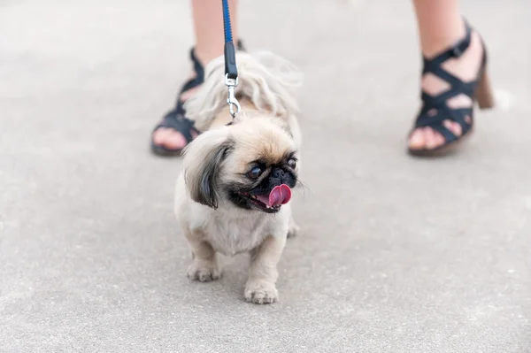 Пекинес собака ходить дальше ноги его владельца — стоковое фото