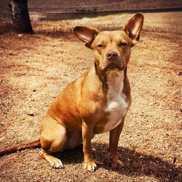 Червоний pit bull dog — стокове фото