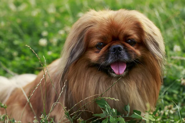Собака породы пекинес — стоковое фото