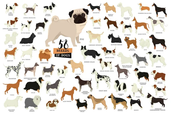 58 породи собак ізольовані об'єкти — стоковий вектор