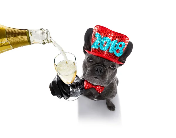 Счастливый Новый год собаки celberation — стоковое фото