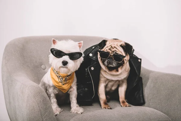 Стильные собаки в солнцезащитные очки — стоковое фото