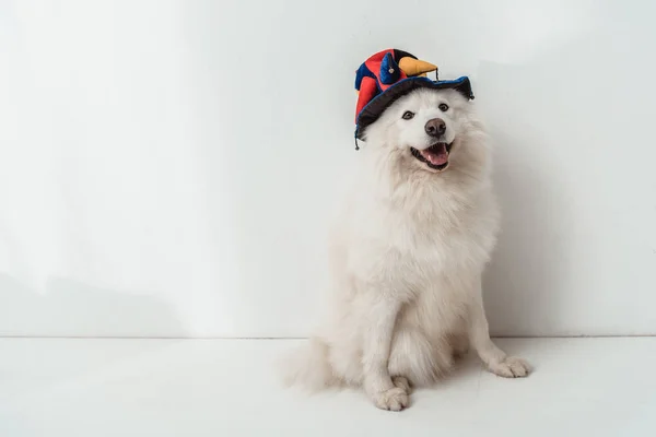 Собака в смешной шляпе — стоковое фото