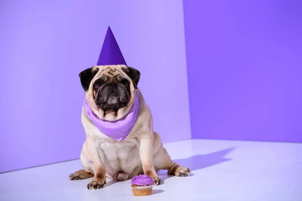Мопс Собаки Шапке Пурпурной Партии Кекс Ультра Фиолетовый — стоковое фото