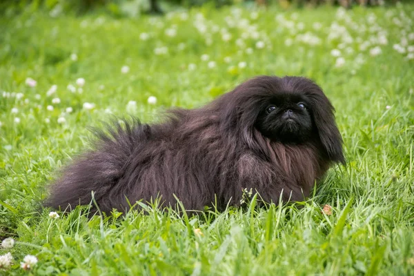 Смазливая черный щенок пекинес собака, сидящая на зеленой траве — стоковое фото