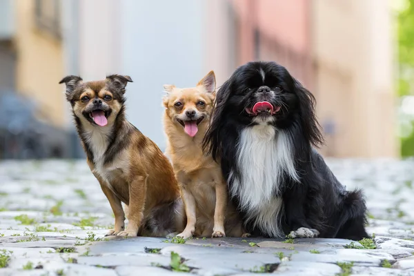 Три маленьких собак, сидя на брусчатке — стоковое фото