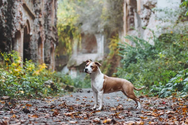 Гарна Собака Породи Американський Стаффордширський Тер Зовнішніх Стійки Тлі Руїни — стокове фото
