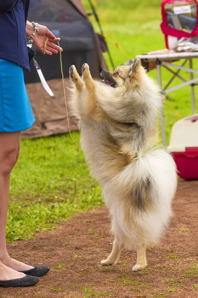Собака шпиц макро — стоковое фото