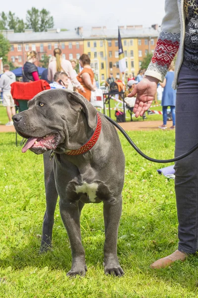 Большая собака макро — стоковое фото