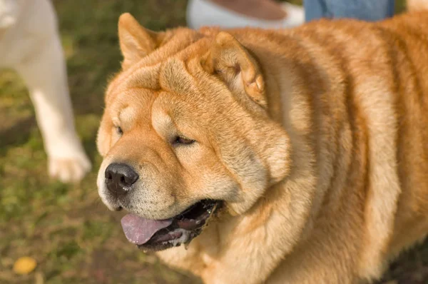 Шарпей собака макро — стоковое фото