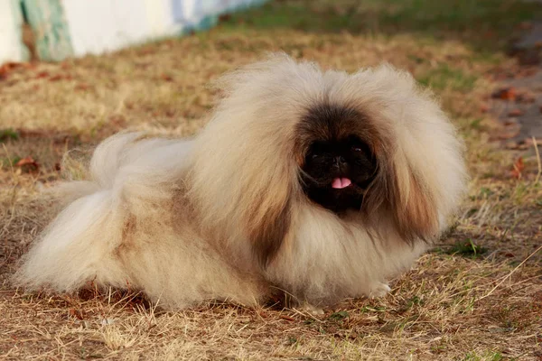 Собака породы пекинес — стоковое фото