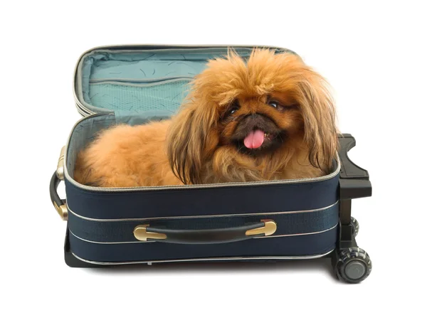 Собака в случае путешествия — стоковое фото