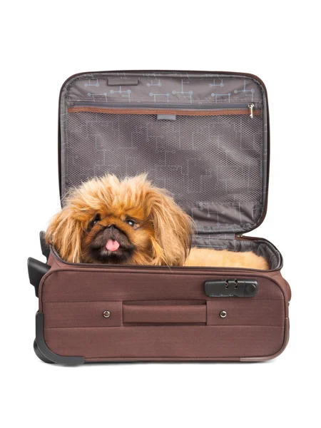 Собака в случае путешествия — стоковое фото