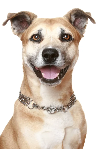 Американский Staffordshire Собака — стоковое фото