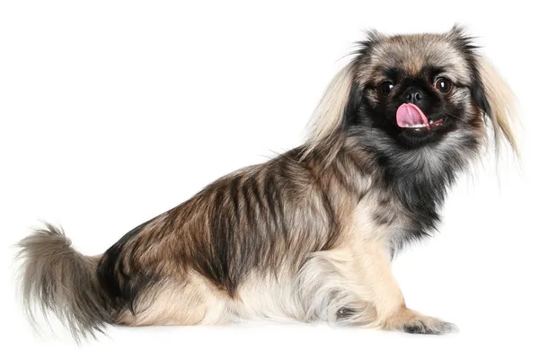Пекинес собака лижет ее нос — стоковое фото