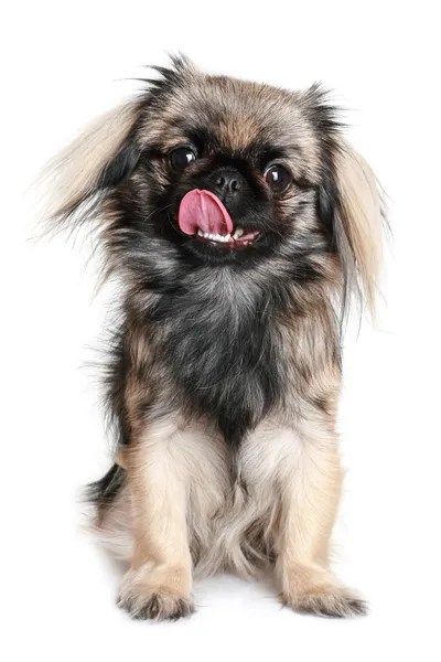 Пекинес собака лижет ее нос — стоковое фото