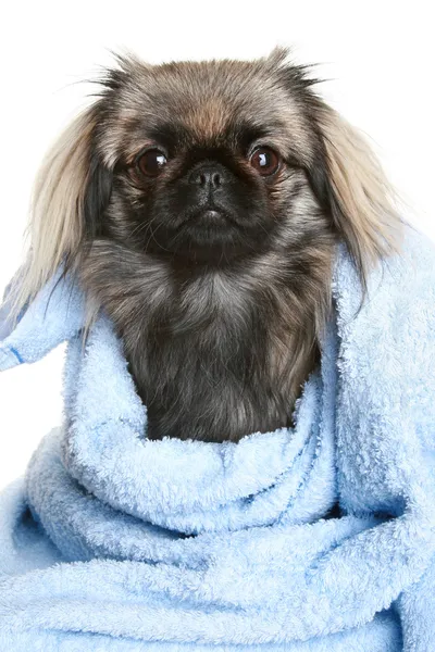 Пекинес собака, завернутый в полотенце синий — стоковое фото