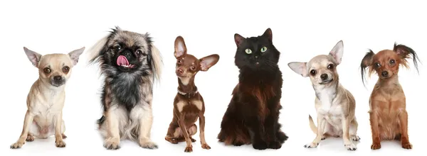 Группа маленьких собак и кошек — стоковое фото