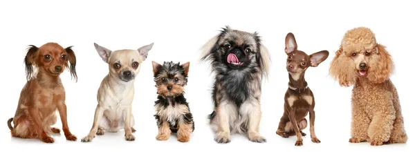 Группа молодых собак — стоковое фото