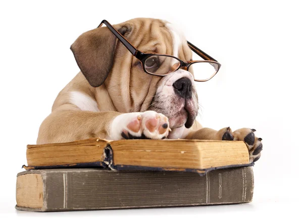 Чистокровних англійський бульдог в окулярах і книги — стокове фото